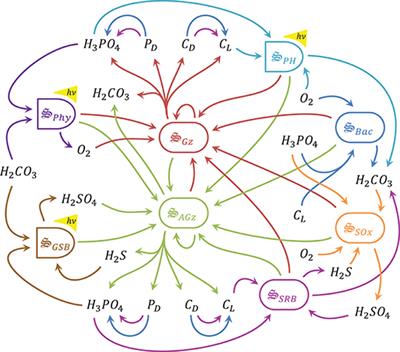 Using Maximum Entropy Production to Describe Microbial Biogeochemistry Over Time and Space in a Meromictic Pond